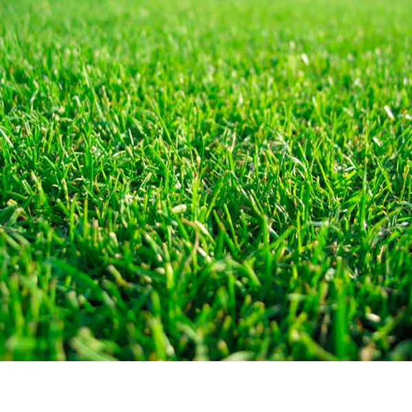 Artificial Grass Green Turf, Natural grass with short golden yellow curly leaves