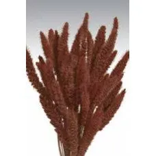 Dried Seteria Grass - Setaria Grass - Colors