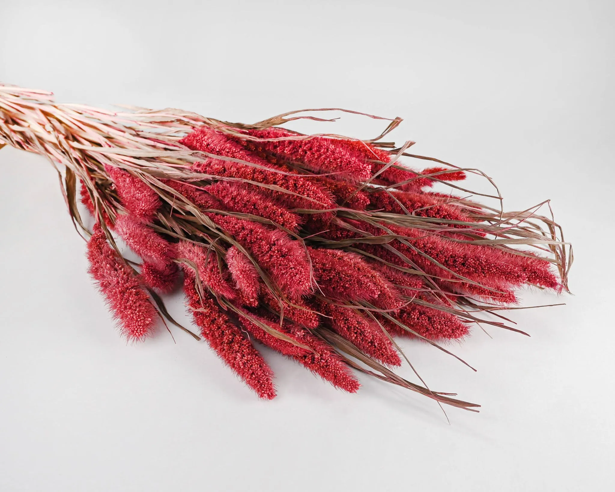 Dried Seteria Grass - Setaria Grass - Colors
