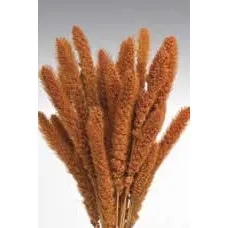 Dried Seteria Grass - Setaria Grass - Colors